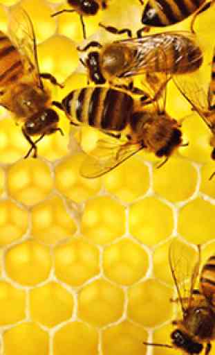 Apicultura, abejas y miel ecológica. Apicultor 2