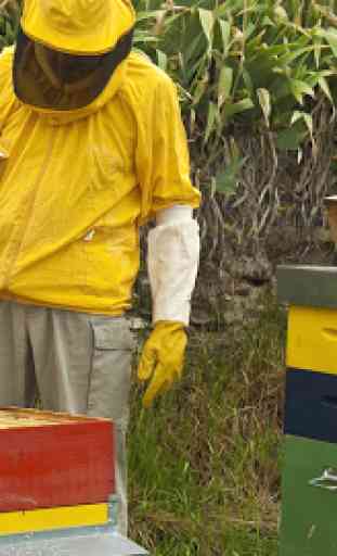 Apicultura, abejas y miel ecológica. Apicultor 3