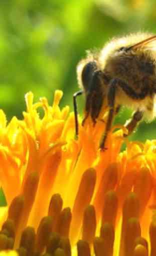 Apicultura, abejas y miel ecológica. Apicultor 4