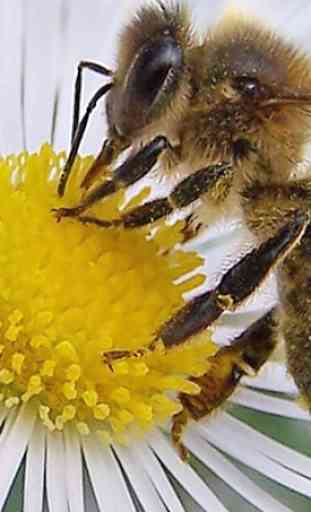 Aprender apicultura. Apicultura paso a paso 2