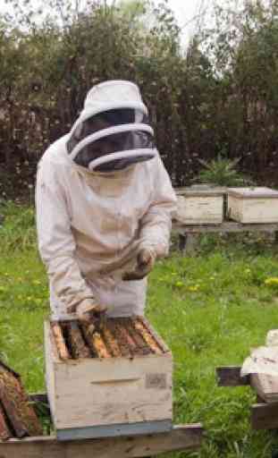 Aprender apicultura. Apicultura paso a paso 3
