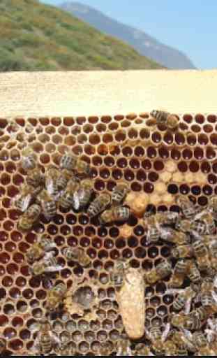 Aprender apicultura. Apicultura paso a paso 4
