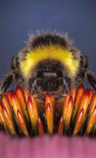 Cuadros de abeja 1
