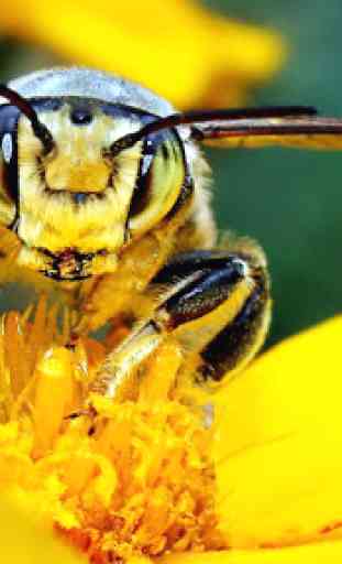 Fondos de abeja 1