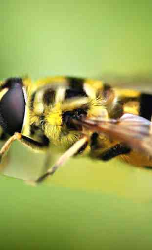 Fondos de abeja 2