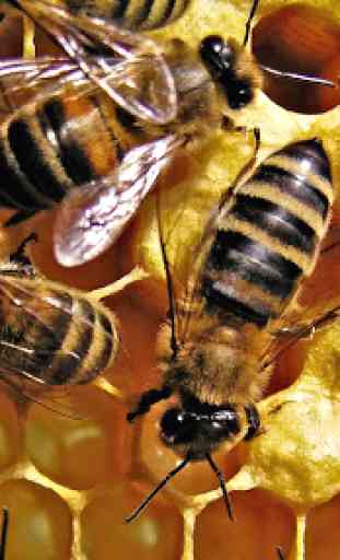 Fondos de abeja 4