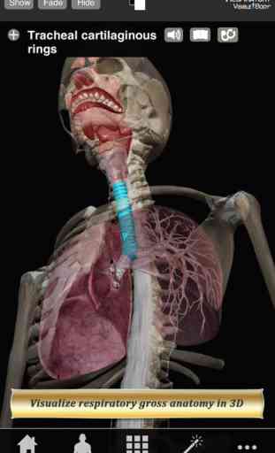Respiratory Anatomy Atlas: Essential Reference for Students and Healthcare Professionals 1