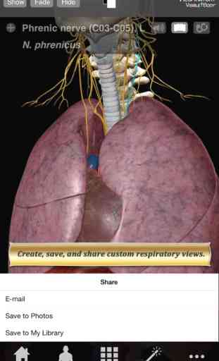 Respiratory Anatomy Atlas: Essential Reference for Students and Healthcare Professionals 3
