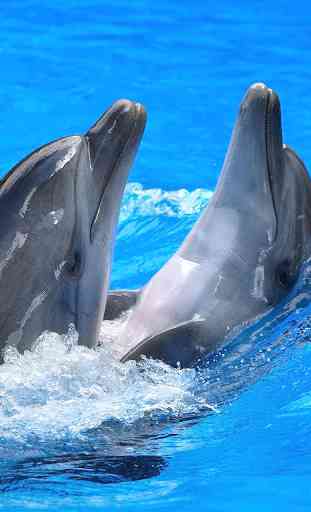 Delfines Fondos Animados 3