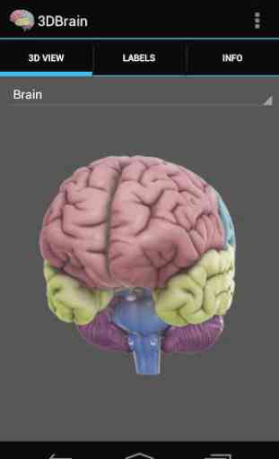 3D Brain 2