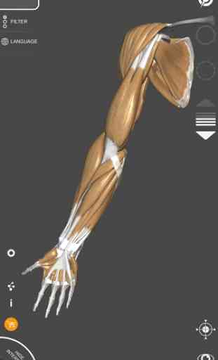 Anatomía 3D para el artista 3