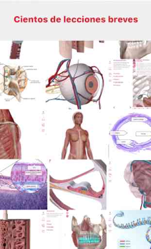 Anatomía & Fisiología 2