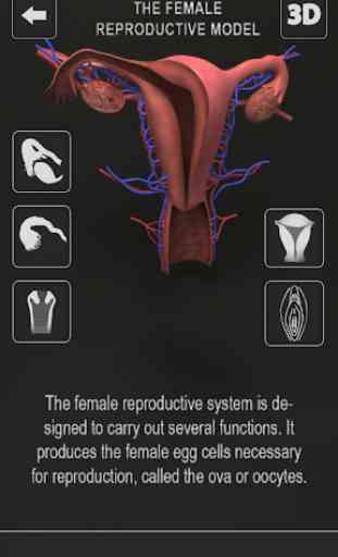 Human anatomy 3D: Bones & Female Organs  Offline 3