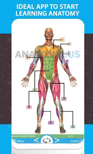 Tarjetas de Anatomía 4