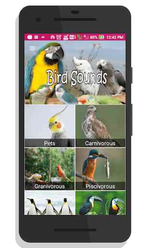 100 sonidos de pájaro 1