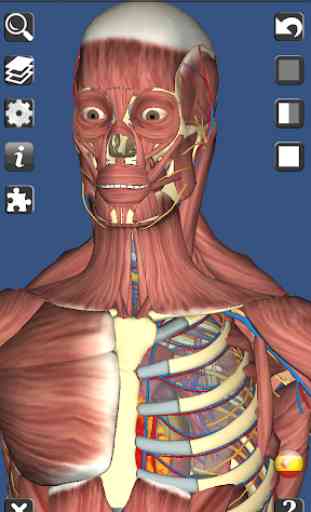 3D Anatomy 2