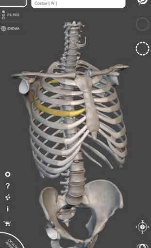 Esqueleto | Anatomía 3D 1