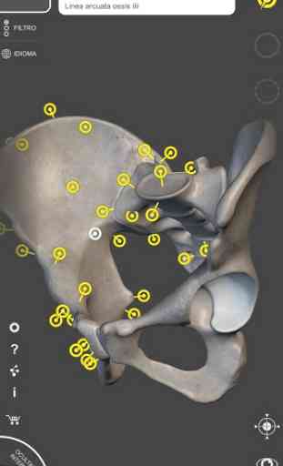 Esqueleto | Anatomía 3D 3
