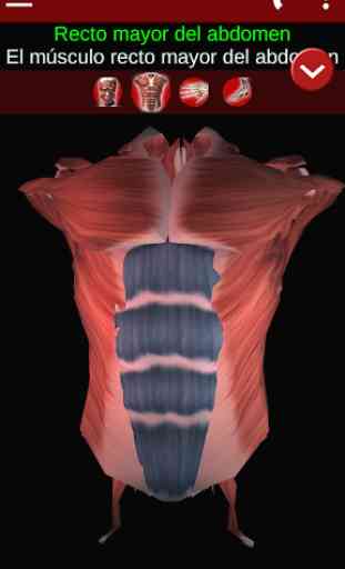 Sistema Muscular 3D (Anatomía) 2