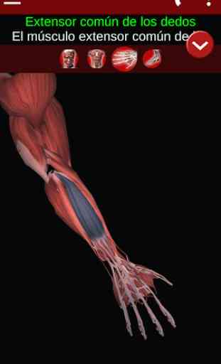 Sistema Muscular 3D (Anatomía) 3