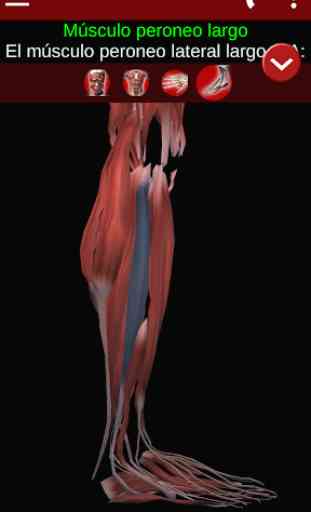Sistema Muscular 3D (Anatomía) 4