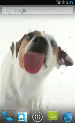 Dog Licks Screen Wallpaper 1