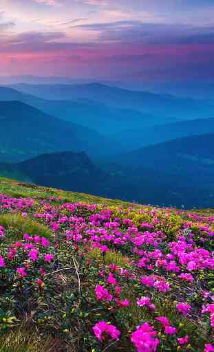 Flor de la montaña 1