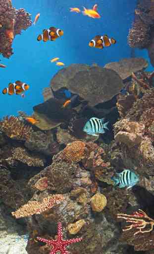 Peces Oceánica Fondo Animado 2