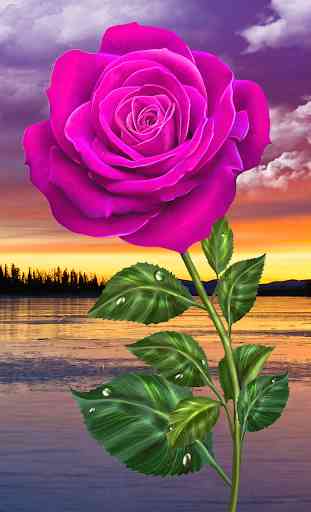 Rosa, toque mágico flores 3