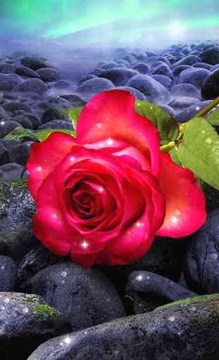 Rosa, toque mágico flores 4