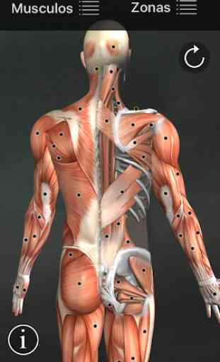Puntos Musculares Anatomia 1