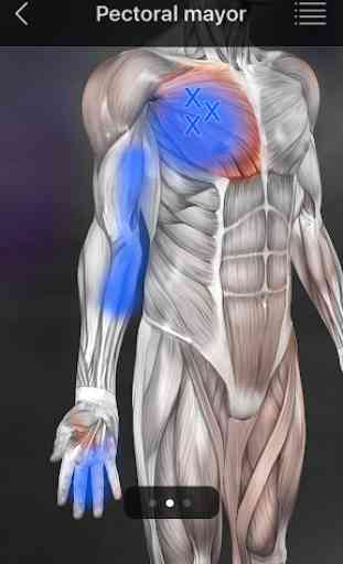 Puntos Musculares Anatomia 2