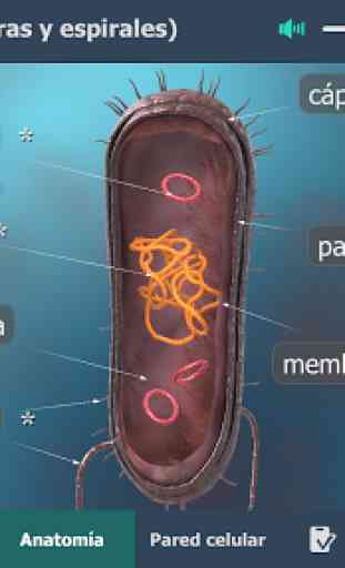 Bacterias en 3D educativo 3