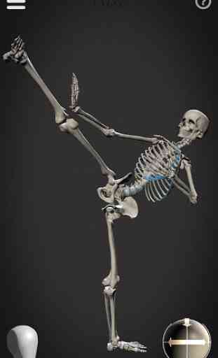 Skelly: Poseable Anatomy Model 3