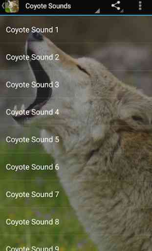 Coyote Sounds 1