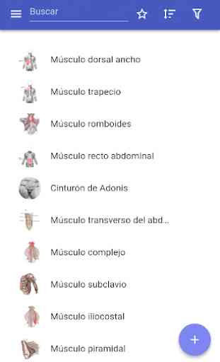 Sistema muscular 1