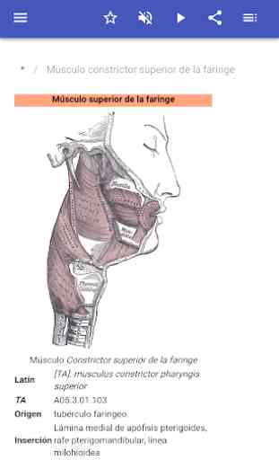 Sistema muscular 2