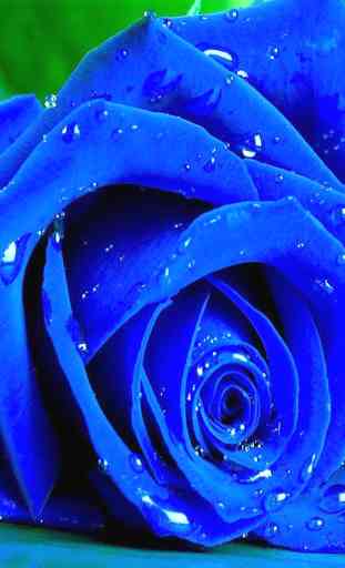Blue Rose Wallpaper 1