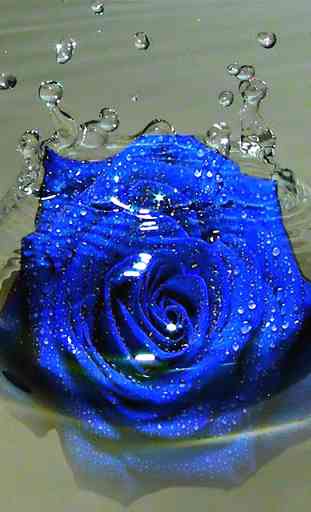 Blue Rose Wallpaper 2