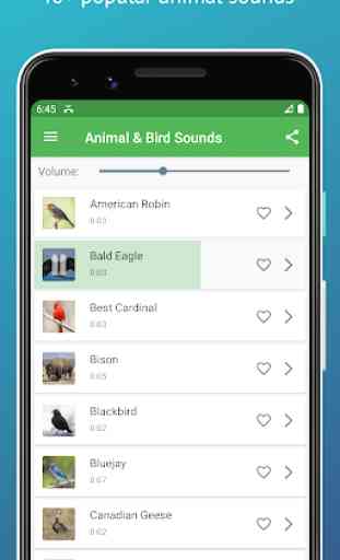 Caja de resonancia de pájaros y animales 1