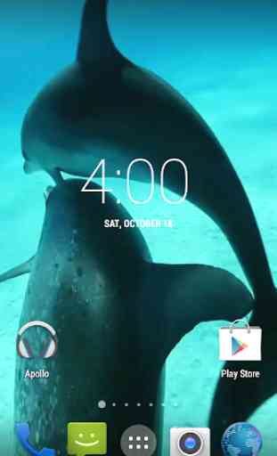 Dolphins HD. Video Wallpaper 2