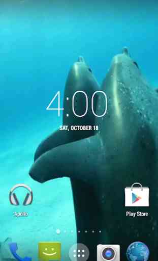 Dolphins HD. Video Wallpaper 3