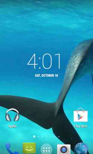 Dolphins HD. Video Wallpaper 4