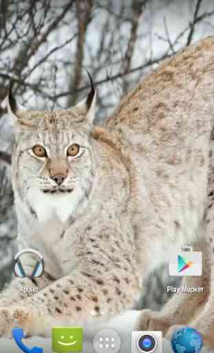 Lynx. Video Wallpaper 3