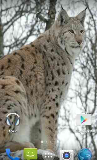 Lynx. Video Wallpaper 4
