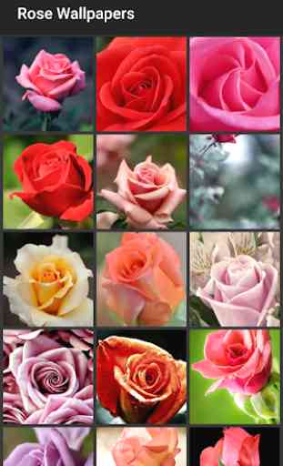 Rose Wallpapers 1