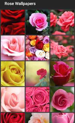 Rose Wallpapers 2