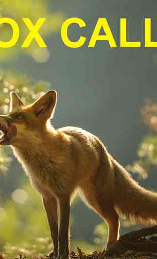 Predator Calls for Fox Hunting 4