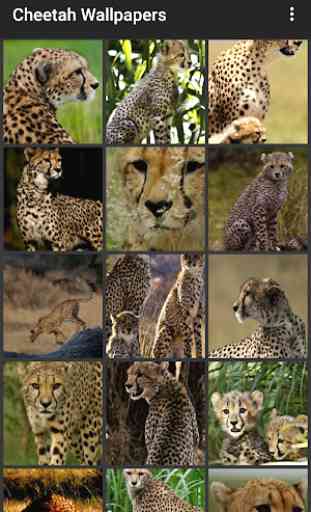 Cheetah Wallpapers 1