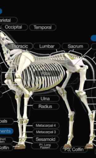 Horse Anatomy: Equine 3D 2